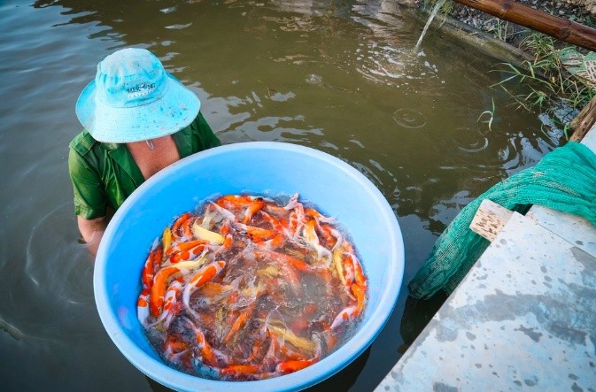 TP HCM: Ao cá chờ Tết, người nuôi chờ… thương lái TP HCM: Ao cá chờ Tết, người nuôi chờ… thương lái