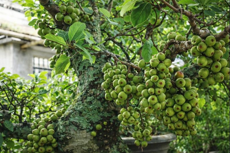 Quả rụng đầy gốc ít người nhặt, lại là “kho dinh dưỡng” có lợi cho sức khỏe lâu dài Quả rụng đầy gốc ít người nhặt, lại là “kho dinh dưỡng” có lợi cho sức khỏe lâu dài