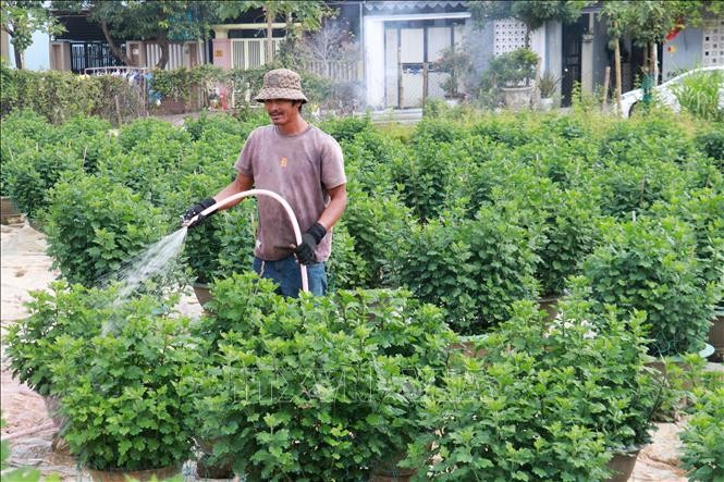Làng hoa nổi tiếng ở Quảng Trị kỳ vọng vụ Tết bội thu Làng hoa nổi tiếng ở Quảng Trị kỳ vọng vụ Tết bội thu