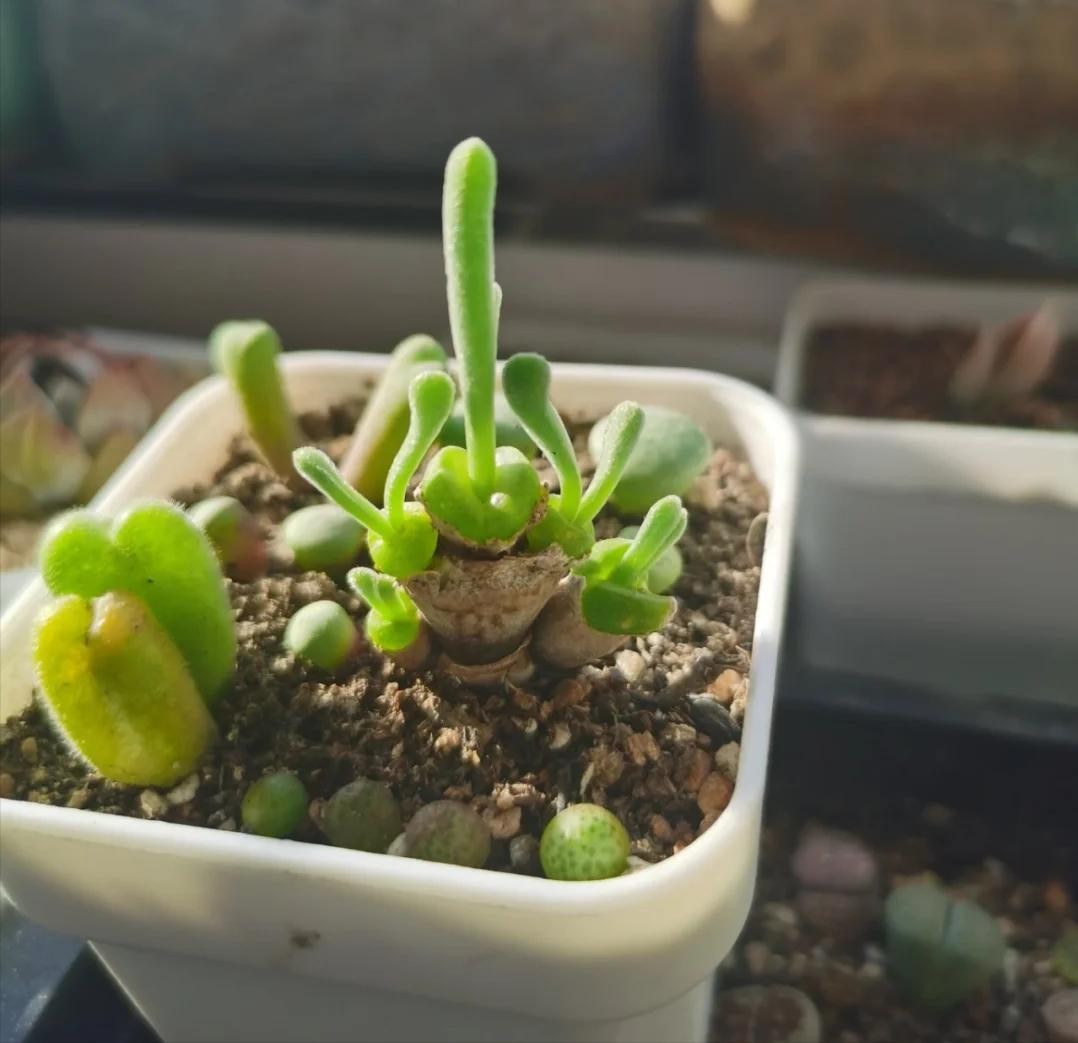 5 loại cây mọng nước đẹp mắt nhưng khó trồng, dễ khiến người chơi tốn kém 5 loại cây mọng nước đẹp mắt nhưng khó trồng, dễ khiến người chơi tốn kém