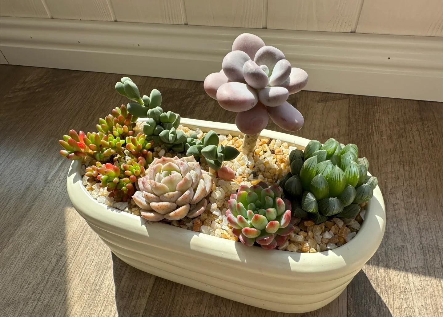 5 loại cây mọng nước đẹp mắt nhưng khó trồng, dễ khiến người chơi tốn kém 5 loại cây mọng nước đẹp mắt nhưng khó trồng, dễ khiến người chơi tốn kém
