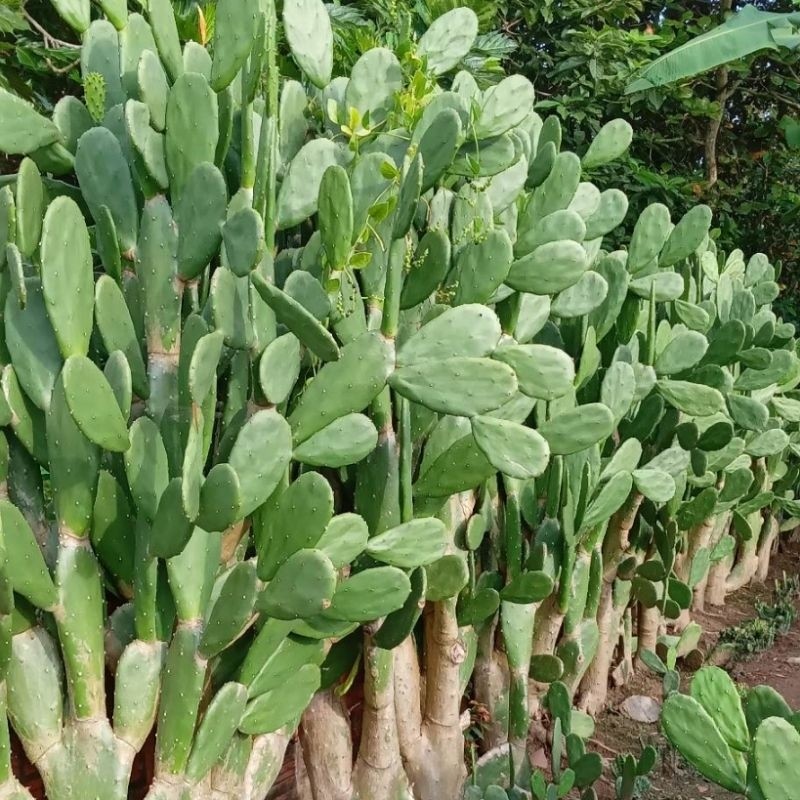 Nhà có trẻ nhỏ càng phải cẩn trọng: 3 loại cây không nên trồng trước cửa Nhà có trẻ nhỏ càng phải cẩn trọng: 3 loại cây không nên trồng trước cửa