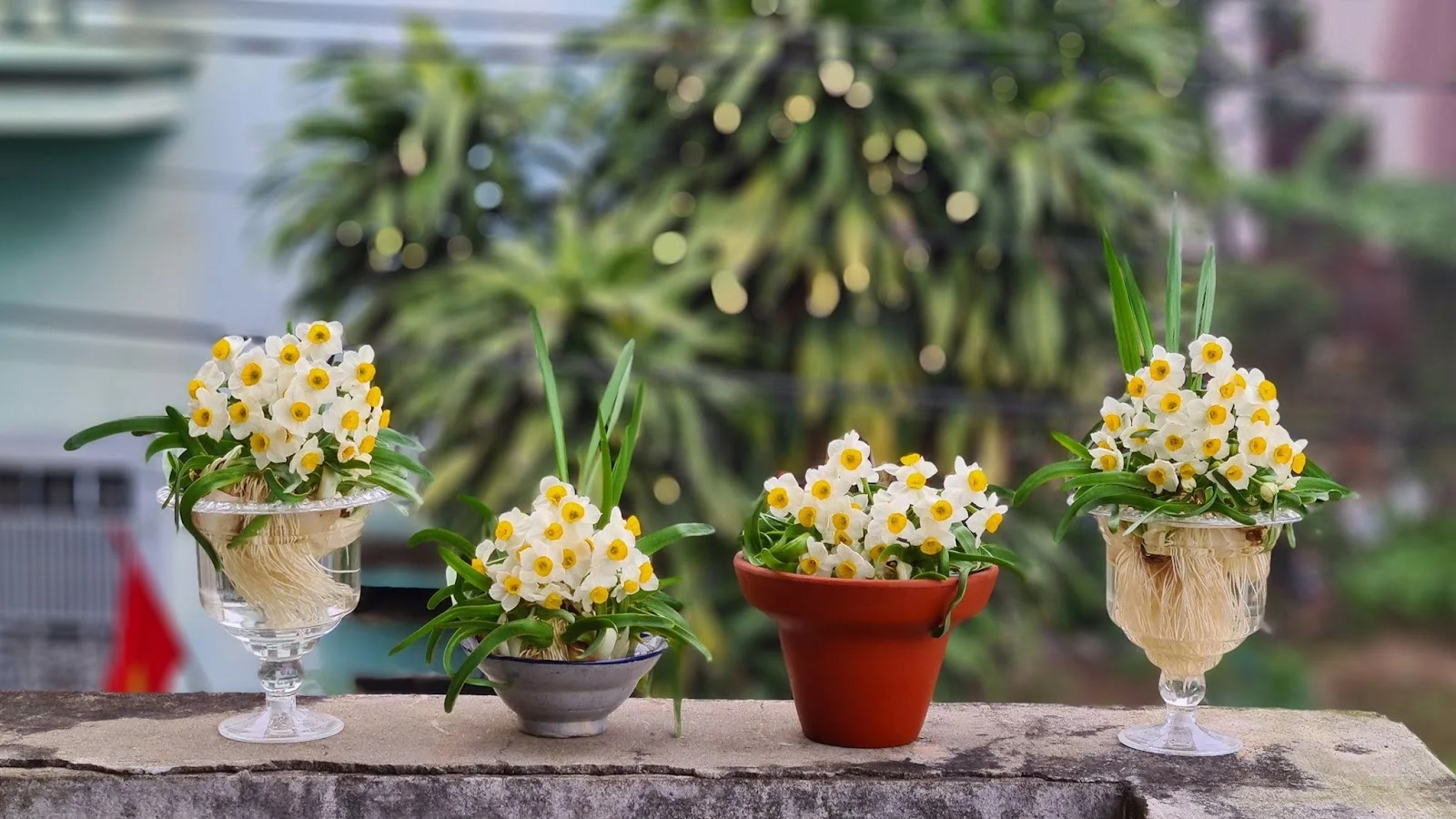3 loại cây cảnh trồng từ bây giờ để chơi Tết, vừa đẹp nhà vừa hút tài lộc 3 loại cây cảnh trồng từ bây giờ để chơi Tết, vừa đẹp nhà vừa hút tài lộc
