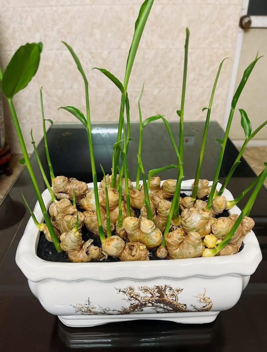 3 loại cây cảnh trồng từ bây giờ để chơi Tết, vừa đẹp nhà vừa hút tài lộc 3 loại cây cảnh trồng từ bây giờ để chơi Tết, vừa đẹp nhà vừa hút tài lộc