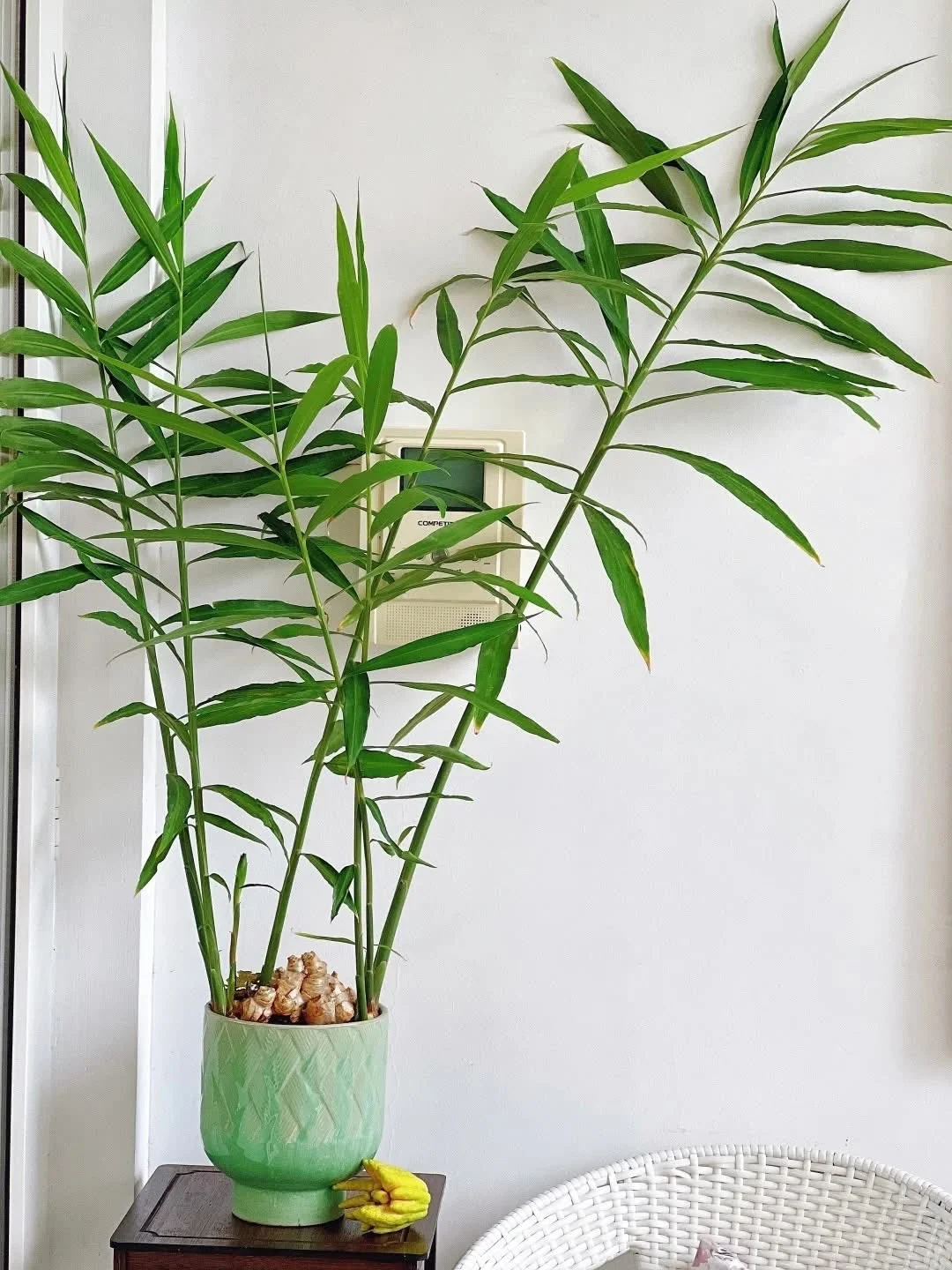 3 loại cây cảnh trồng từ bây giờ để chơi Tết, vừa đẹp nhà vừa hút tài lộc 3 loại cây cảnh trồng từ bây giờ để chơi Tết, vừa đẹp nhà vừa hút tài lộc