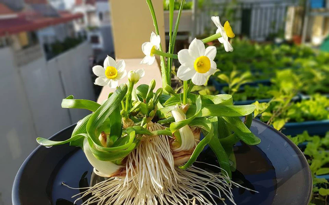 3 loại cây cảnh trồng từ bây giờ để chơi Tết, vừa đẹp nhà vừa hút tài lộc 3 loại cây cảnh trồng từ bây giờ để chơi Tết, vừa đẹp nhà vừa hút tài lộc