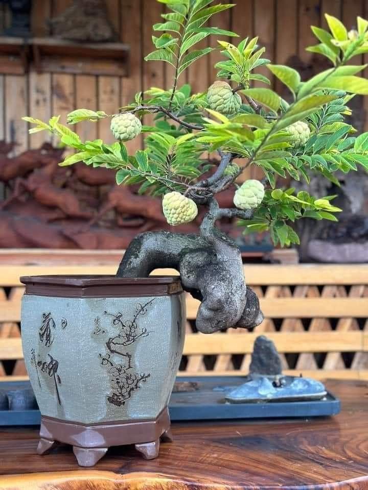 Loài cây vừa cho trái ngọt, vừa được tin là hút tài lộc cho gia đình Loài cây vừa cho trái ngọt, vừa được tin là hút tài lộc cho gia đình