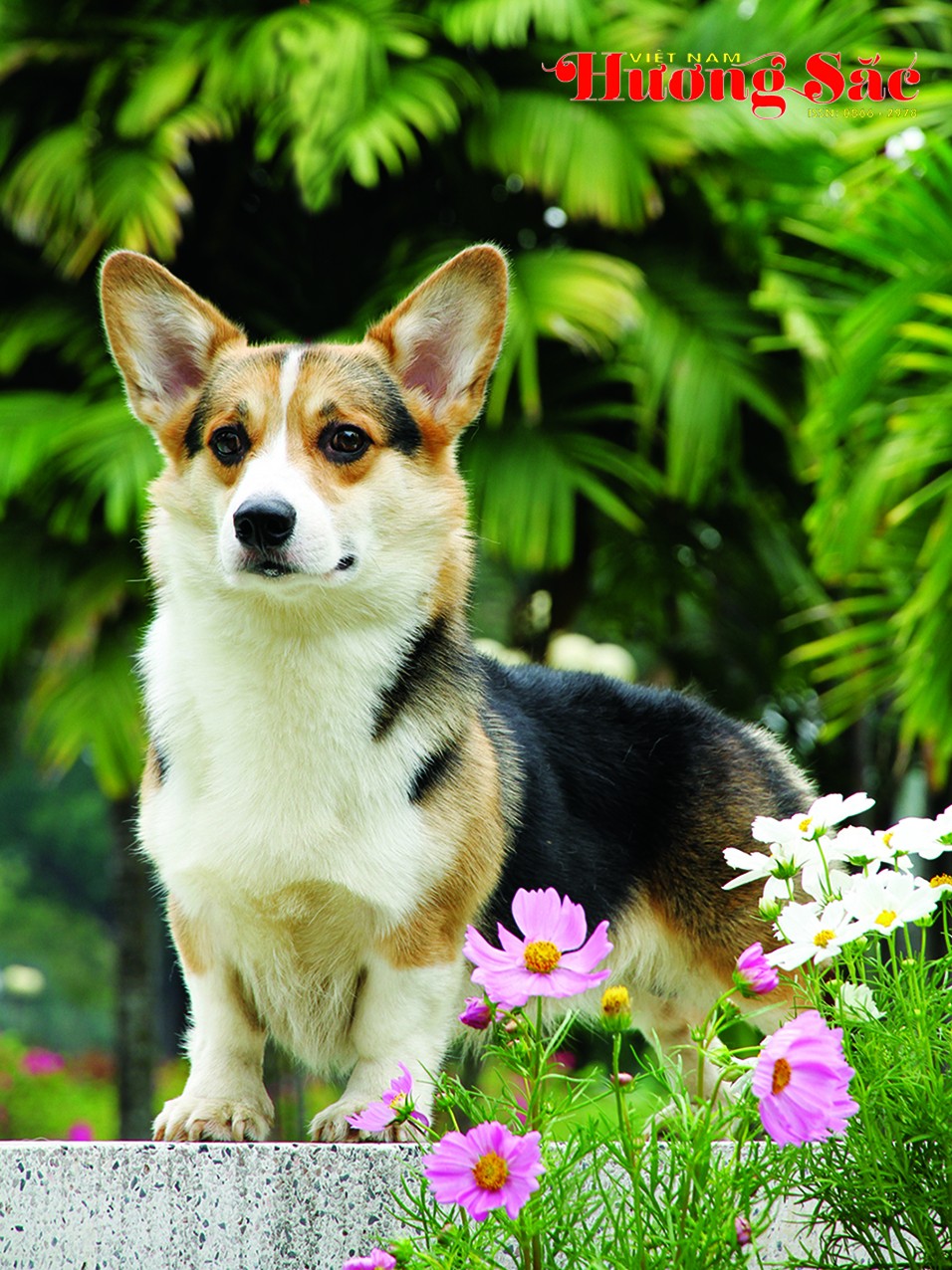 Pembroke Welsh Corgi – Một giống chó thông minh và đáng yêu Pembroke Welsh Corgi – Một giống chó thông minh và đáng yêu