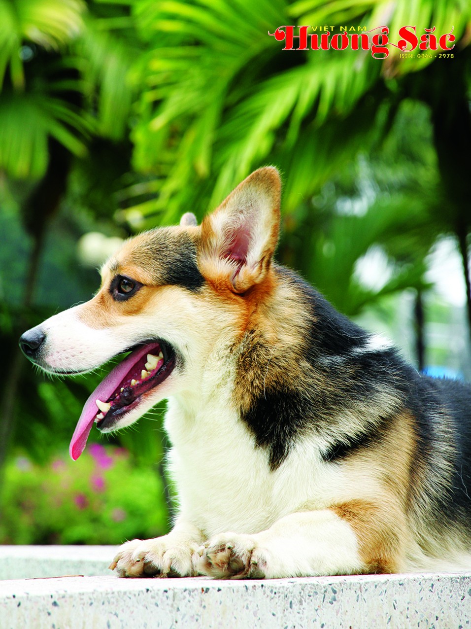 Pembroke Welsh Corgi – Một giống chó thông minh và đáng yêu Pembroke Welsh Corgi – Một giống chó thông minh và đáng yêu