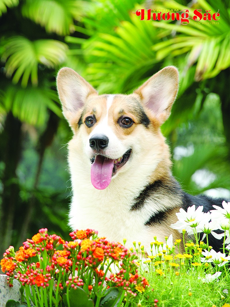 Pembroke Welsh Corgi – Một giống chó thông minh và đáng yêu Pembroke Welsh Corgi – Một giống chó thông minh và đáng yêu