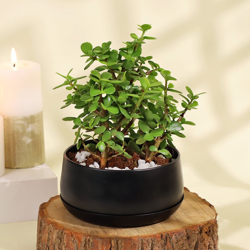 Loài cây biểu tượng tài lộc, chứa hoạt chất quý, được ưa chuộng mỗi dịp Tết Loài cây biểu tượng tài lộc, chứa hoạt chất quý, được ưa chuộng mỗi dịp Tết
