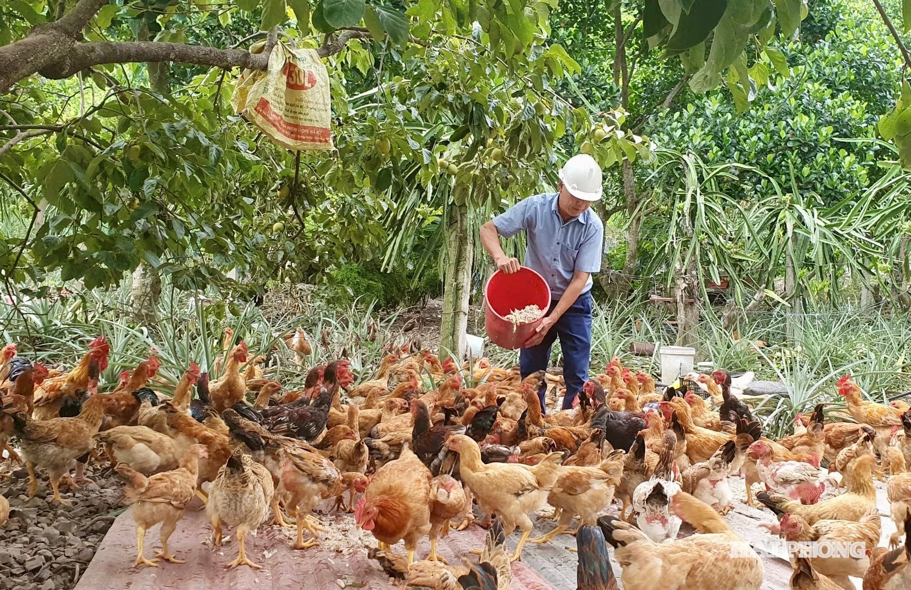 Hải Phòng: Giống gà “ngủ trên cây” ở đảo Cát Bà, giá gấp ba gà ta vẫn đắt khách dịp Tết