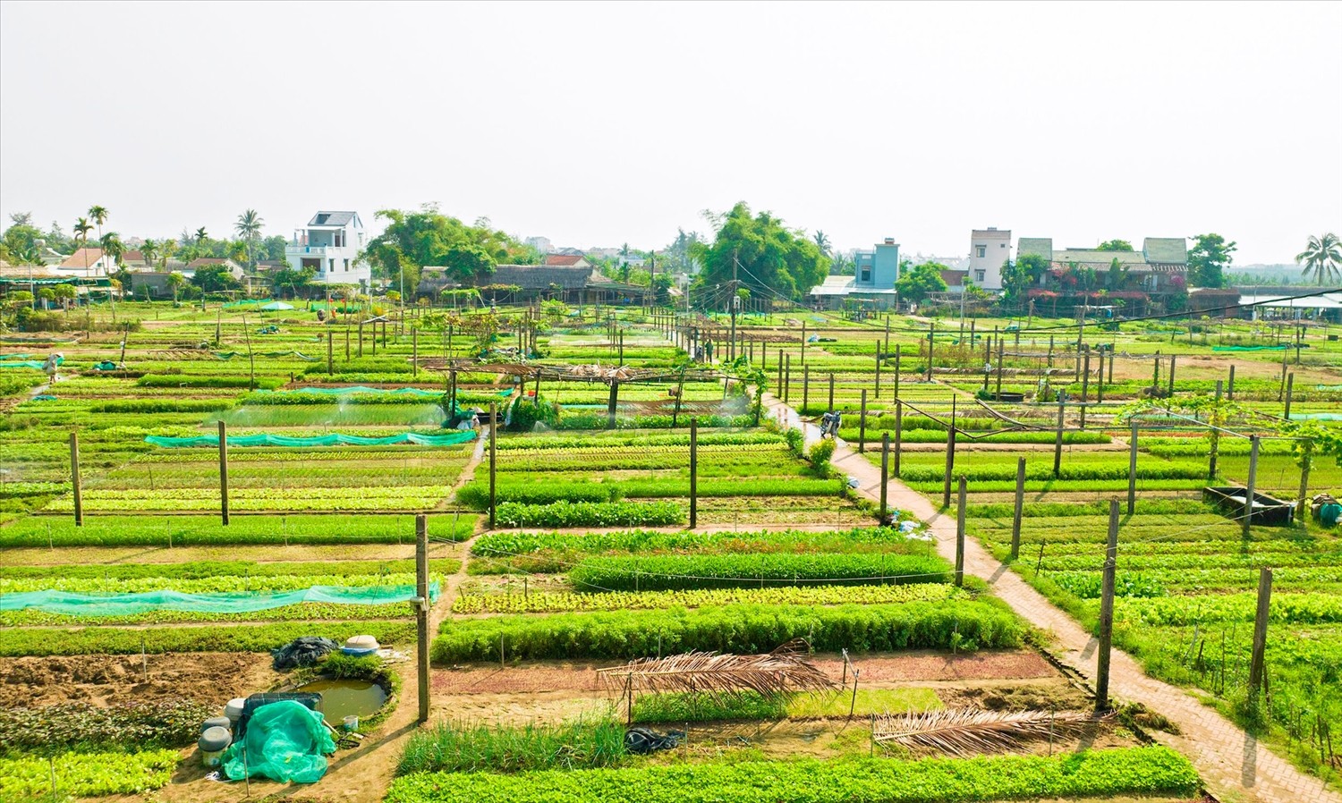 Làng rau Trà Quế – điểm đến xanh từng được vinh danh “Làng du lịch tốt nhất thế giới” Làng rau Trà Quế – điểm đến xanh từng được vinh danh “Làng du lịch tốt nhất thế giới”