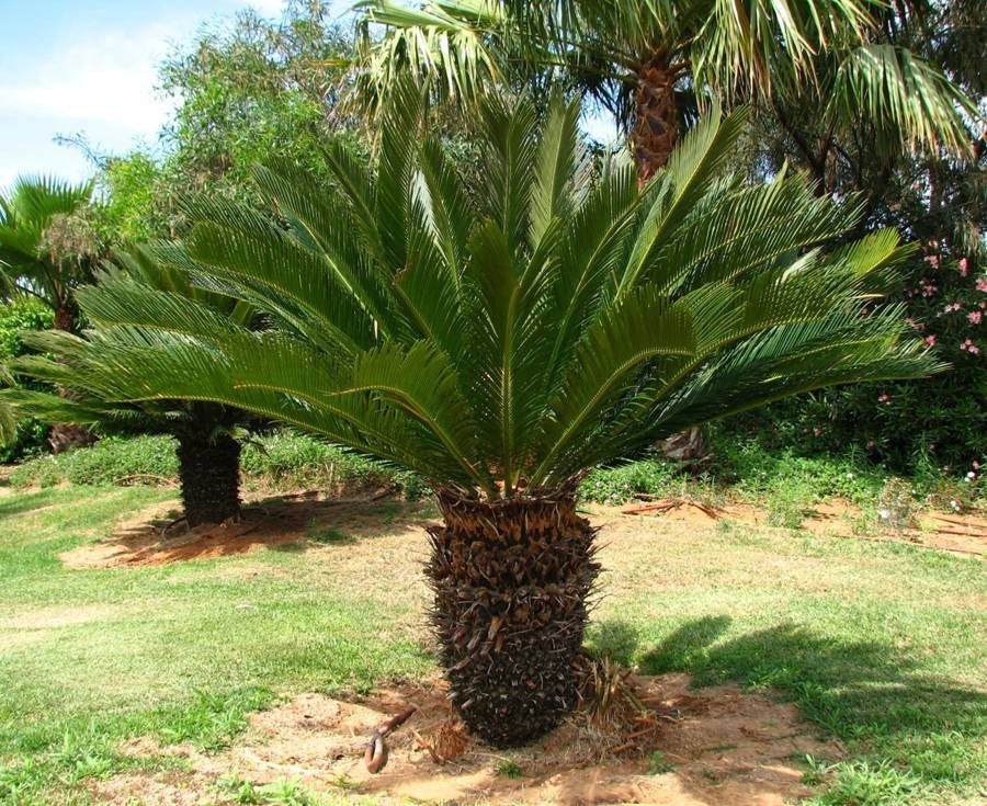 10 loại cây phong thủy nên trồng bên mộ tổ tiên để giữ phúc, tụ lộc cho con cháu 10 loại cây phong thủy nên trồng bên mộ tổ tiên để giữ phúc, tụ lộc cho con cháu