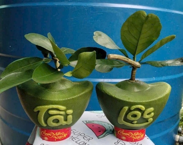 Bưởi da xanh tạo hình vẫn là “át chủ bài” quà Tết cao cấp năm Bính Ngọ