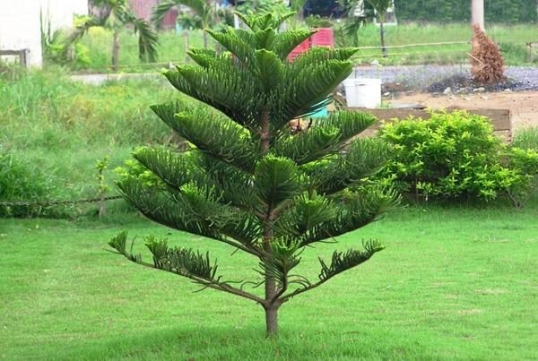 10 loại cây phong thủy nên trồng bên mộ tổ tiên để giữ phúc, tụ lộc cho con cháu 10 loại cây phong thủy nên trồng bên mộ tổ tiên để giữ phúc, tụ lộc cho con cháu