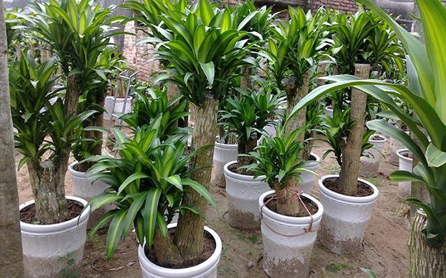 10 loại cây phong thủy nên trồng bên mộ tổ tiên để giữ phúc, tụ lộc cho con cháu 10 loại cây phong thủy nên trồng bên mộ tổ tiên để giữ phúc, tụ lộc cho con cháu