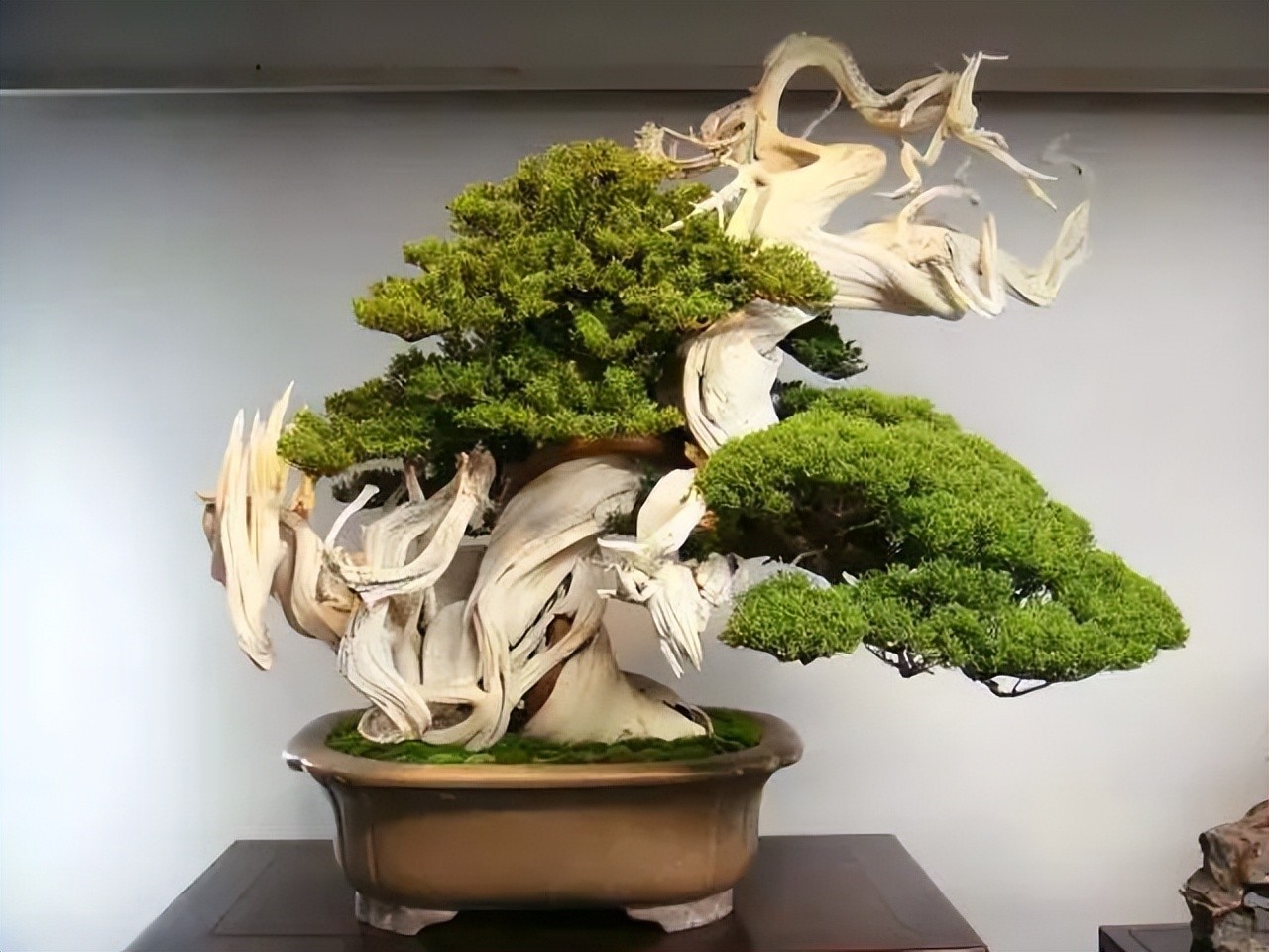 “Thu nhỏ đất trời” – sức hút đặc biệt của những tác phẩm bonsai “Thu nhỏ đất trời” – sức hút đặc biệt của những tác phẩm bonsai