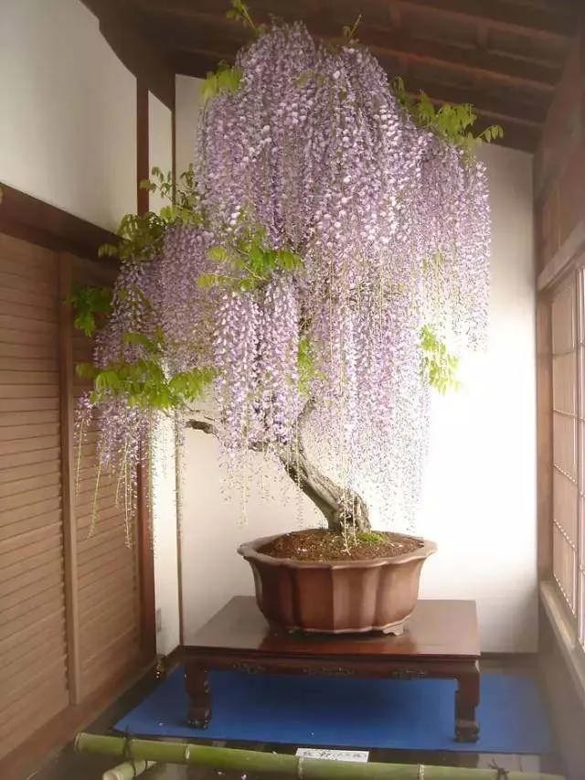 “Thu nhỏ đất trời” – sức hút đặc biệt của những tác phẩm bonsai “Thu nhỏ đất trời” – sức hút đặc biệt của những tác phẩm bonsai