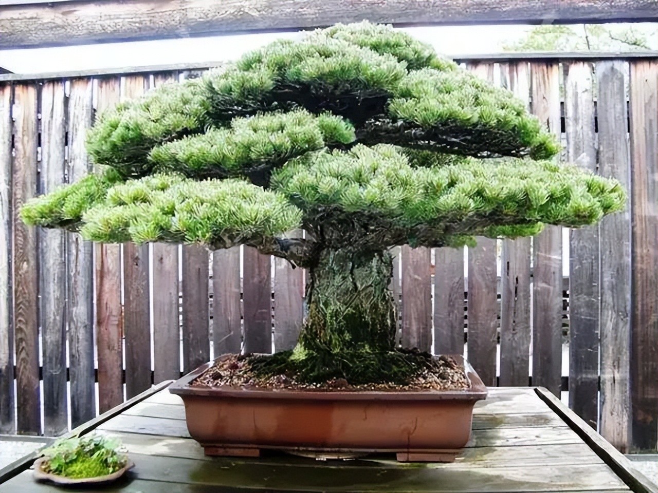 “Thu nhỏ đất trời” – sức hút đặc biệt của những tác phẩm bonsai “Thu nhỏ đất trời” – sức hút đặc biệt của những tác phẩm bonsai