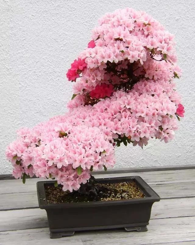 “Thu nhỏ đất trời” – sức hút đặc biệt của những tác phẩm bonsai “Thu nhỏ đất trời” – sức hút đặc biệt của những tác phẩm bonsai