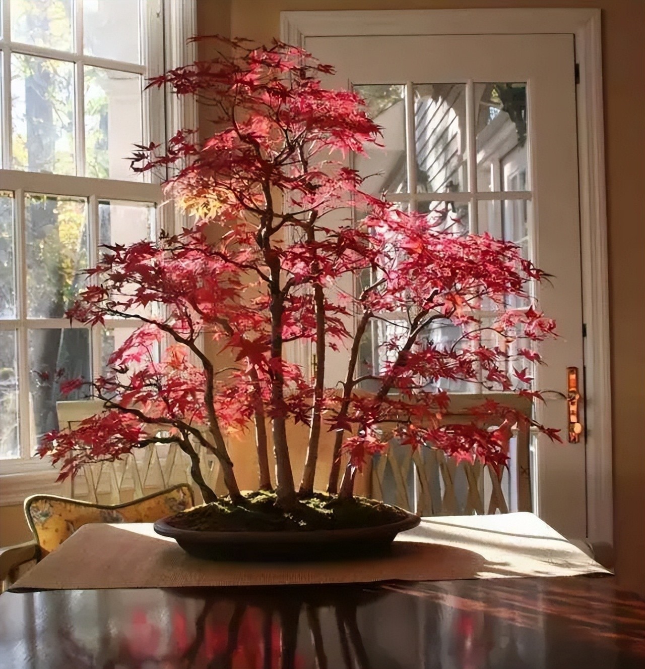 “Thu nhỏ đất trời” – sức hút đặc biệt của những tác phẩm bonsai “Thu nhỏ đất trời” – sức hút đặc biệt của những tác phẩm bonsai