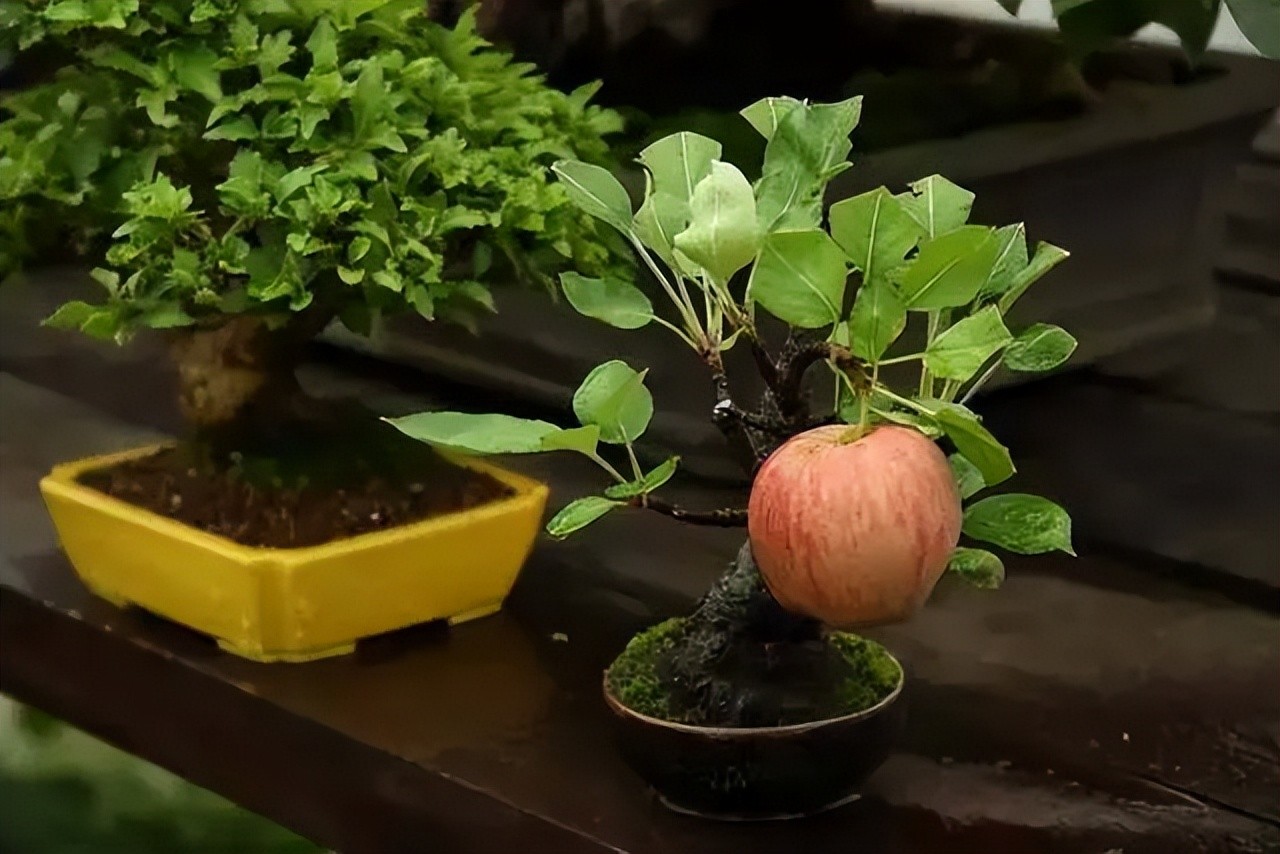 “Thu nhỏ đất trời” – sức hút đặc biệt của những tác phẩm bonsai “Thu nhỏ đất trời” – sức hút đặc biệt của những tác phẩm bonsai