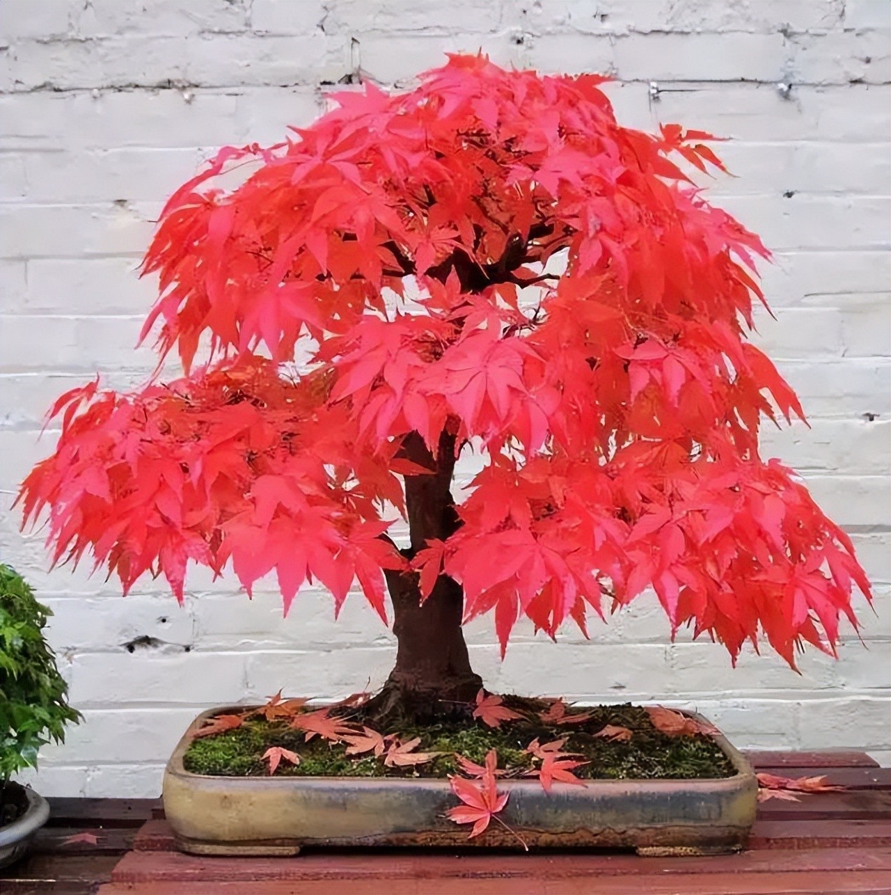 “Thu nhỏ đất trời” – sức hút đặc biệt của những tác phẩm bonsai “Thu nhỏ đất trời” – sức hút đặc biệt của những tác phẩm bonsai