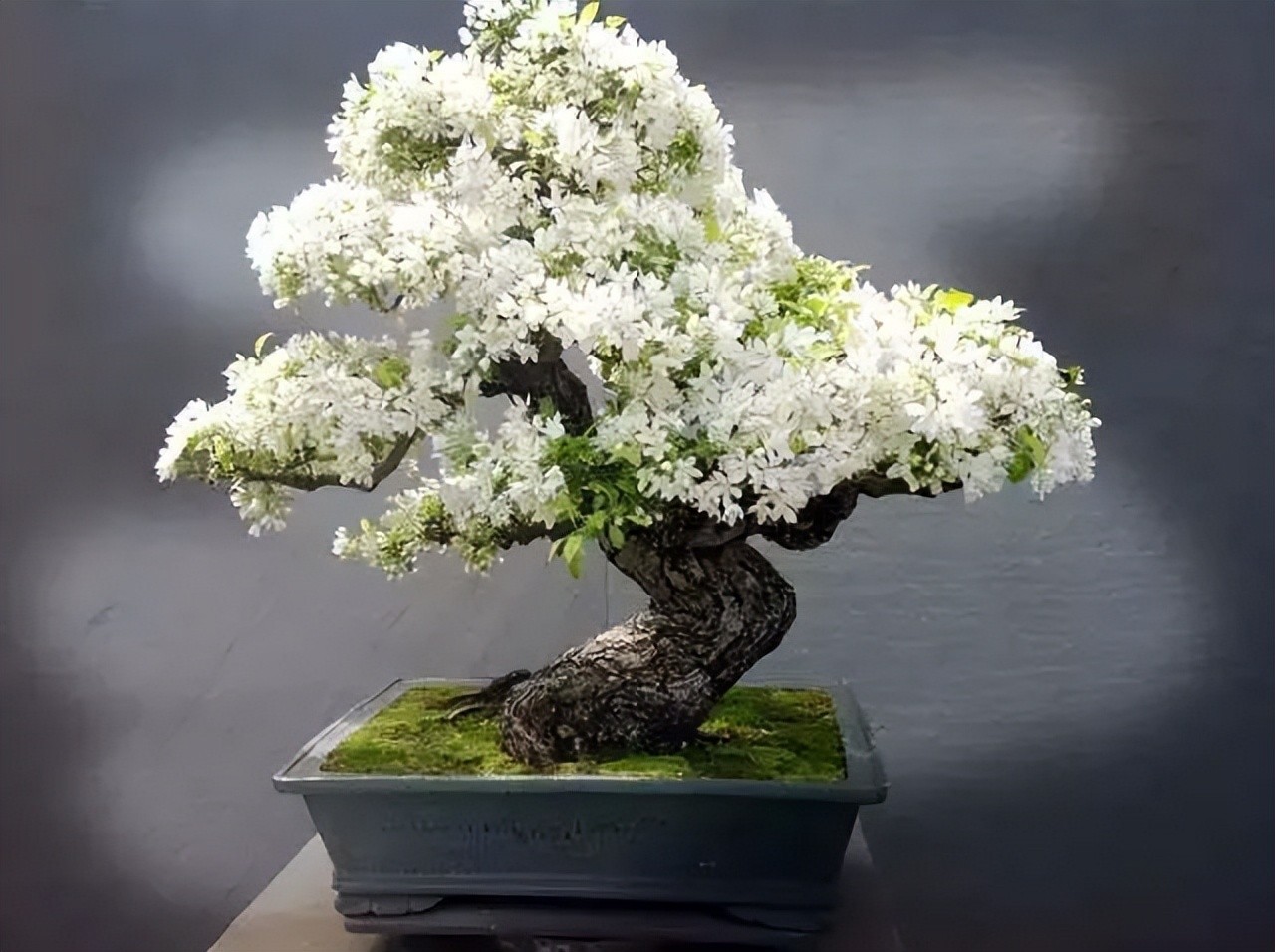 “Thu nhỏ đất trời” – sức hút đặc biệt của những tác phẩm bonsai “Thu nhỏ đất trời” – sức hút đặc biệt của những tác phẩm bonsai