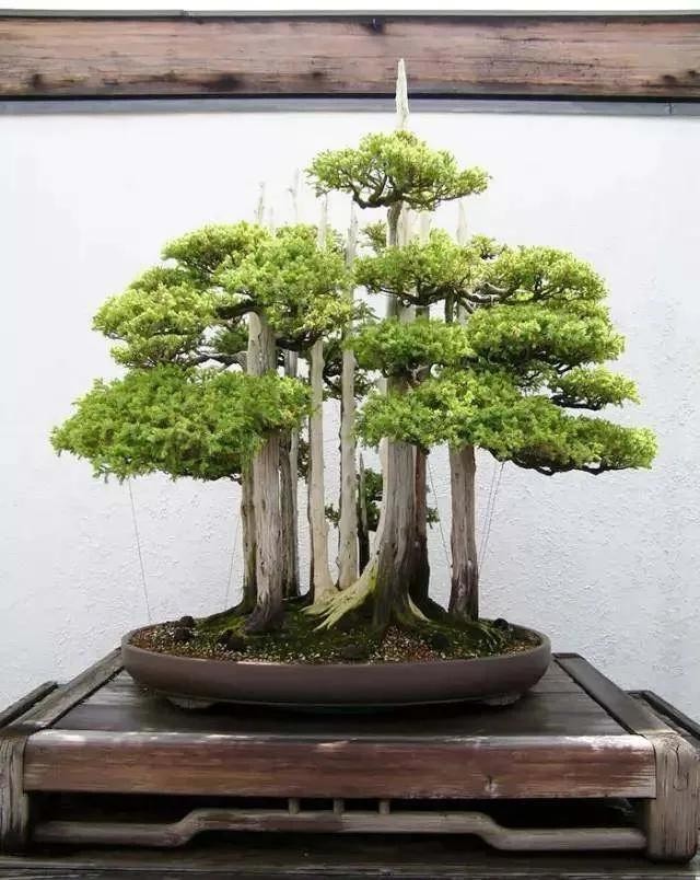 “Thu nhỏ đất trời” – sức hút đặc biệt của những tác phẩm bonsai “Thu nhỏ đất trời” – sức hút đặc biệt của những tác phẩm bonsai