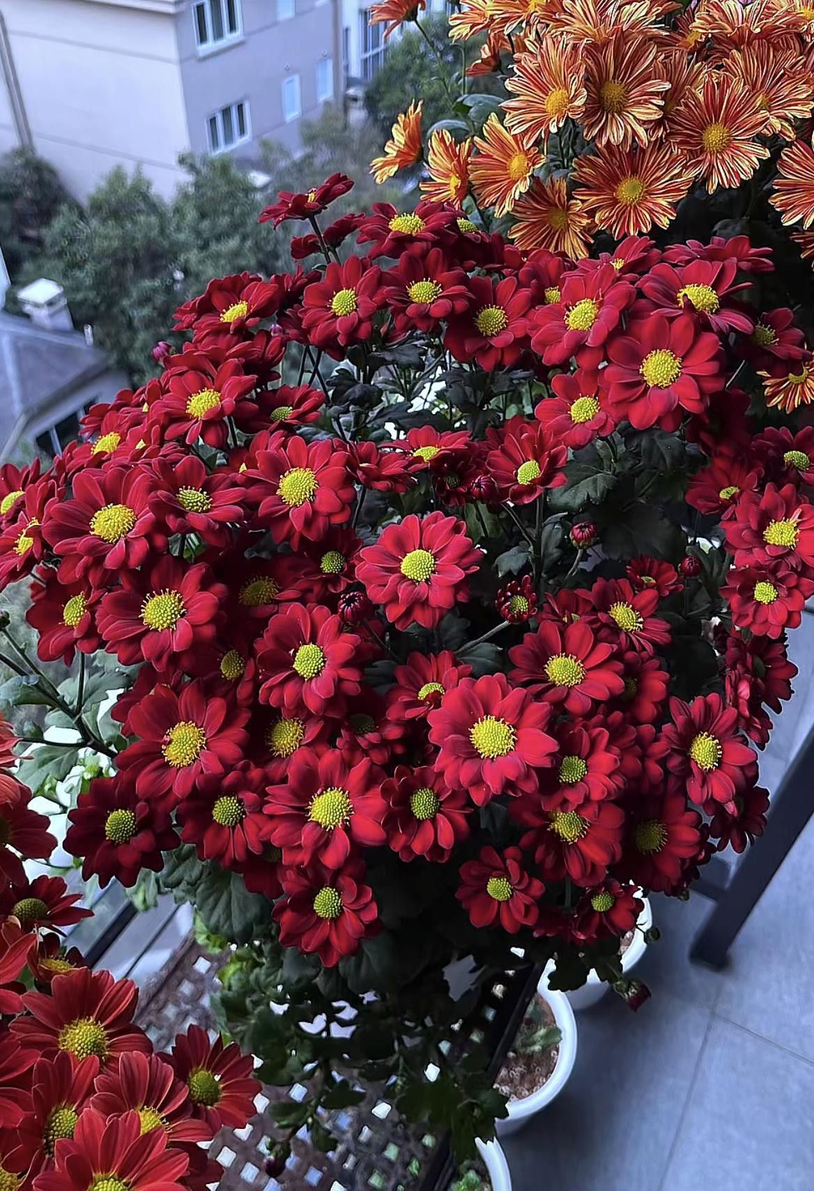 Sắc đỏ cát tường ngày Tết và loài hoa được gửi gắm phúc lành đầu năm Sắc đỏ cát tường ngày Tết và loài hoa được gửi gắm phúc lành đầu năm