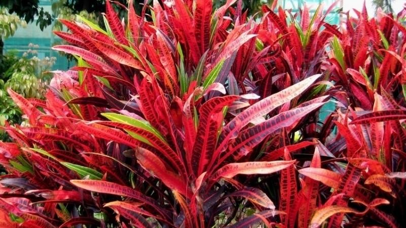 Chuyên gia phong thủy chỉ vị trí đặt cây cảnh hút tài lộc mạnh nhất năm 2026 Chuyên gia phong thủy chỉ vị trí đặt cây cảnh hút tài lộc mạnh nhất năm 2026