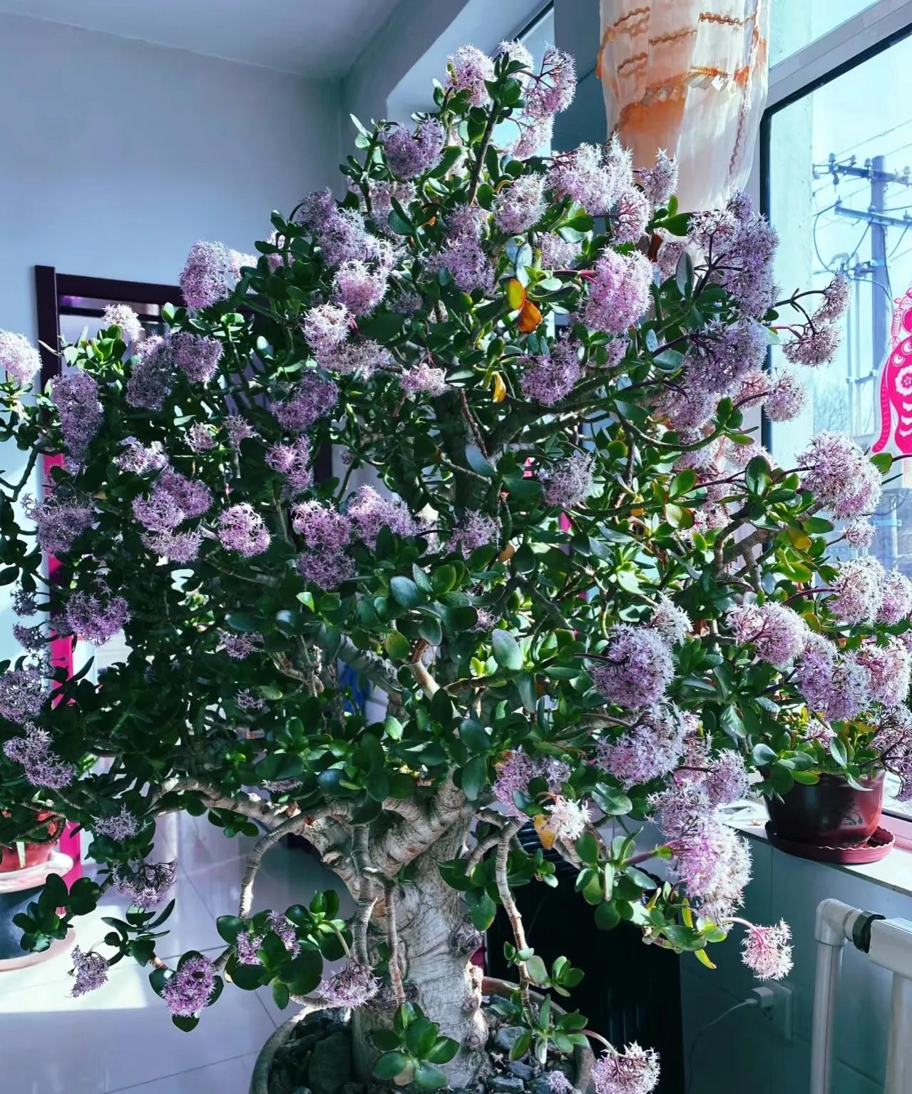 Vì sao nhiều gia đình khá giả chọn trồng 5 cây phong thủy này trong nhà? Vì sao nhiều gia đình khá giả chọn trồng 5 cây phong thủy này trong nhà?