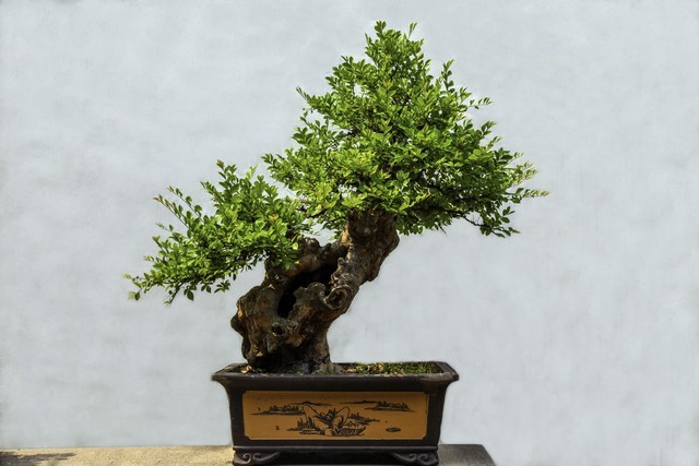 Vì sao nhiều gia đình khá giả chọn trồng 5 cây phong thủy này trong nhà? Vì sao nhiều gia đình khá giả chọn trồng 5 cây phong thủy này trong nhà?