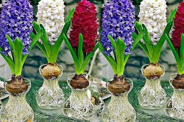 Chuyên gia phong thủy chỉ vị trí đặt cây cảnh hút tài lộc mạnh nhất năm 2026 Chuyên gia phong thủy chỉ vị trí đặt cây cảnh hút tài lộc mạnh nhất năm 2026