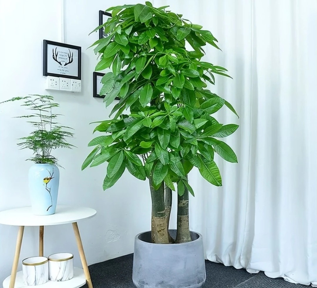 Vì sao nhiều gia đình khá giả chọn trồng 5 cây phong thủy này trong nhà? Vì sao nhiều gia đình khá giả chọn trồng 5 cây phong thủy này trong nhà?