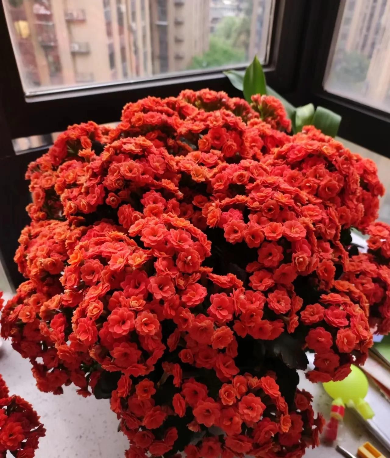 Vì sao nhiều gia đình khá giả chọn trồng 5 cây phong thủy này trong nhà? Vì sao nhiều gia đình khá giả chọn trồng 5 cây phong thủy này trong nhà?