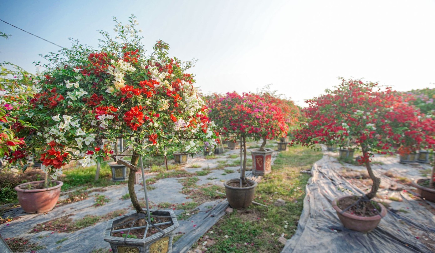 Làng hoa giấy Phù Đổng: Từ nghề phụ đến hướng phát triển bền vững