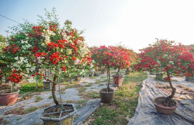 Làng hoa giấy Phù Đổng: Từ nghề phụ đến hướng phát triển bền vững