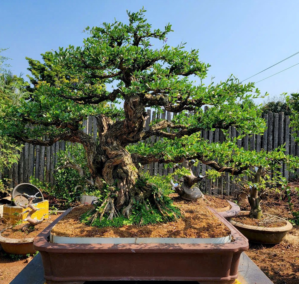 Bonsai Linh sam sông Hinh: Khúc độc hành của di sản và huyền thoại trăm năm Bonsai Linh sam sông Hinh: Khúc độc hành của di sản và huyền thoại trăm năm