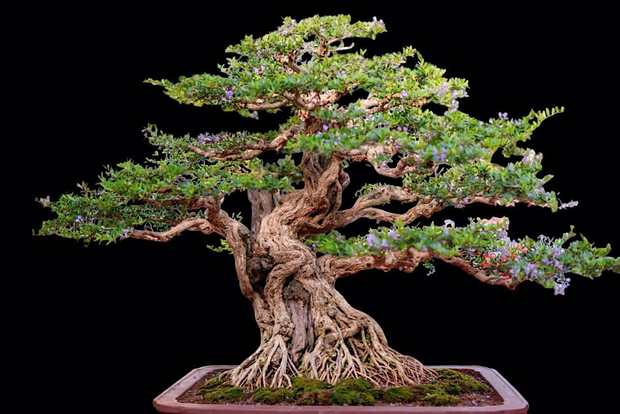 Bonsai Linh sam sông Hinh: Khúc độc hành của di sản và huyền thoại trăm năm Bonsai Linh sam sông Hinh: Khúc độc hành của di sản và huyền thoại trăm năm