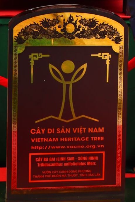 Bonsai Linh sam sông Hinh: Khúc độc hành của di sản và huyền thoại trăm năm Bonsai Linh sam sông Hinh: Khúc độc hành của di sản và huyền thoại trăm năm
