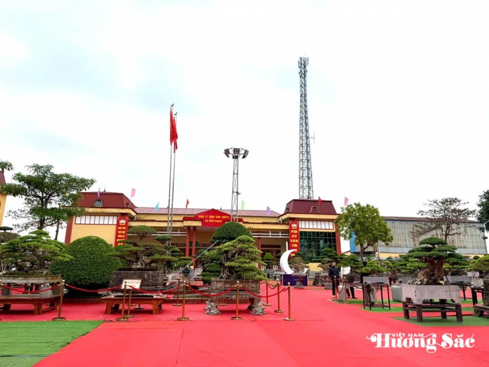 Hợp tác xã Cây cảnh Bách Thuận: Dấu ấn nghệ thuật tại Triển lãm Cây cảnh xã Tân Thuận