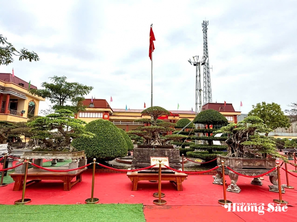 Hợp tác xã Cây cảnh Bách Thuận: Dấu ấn nghệ thuật tại Triển lãm Cây cảnh xã Tân Thuận