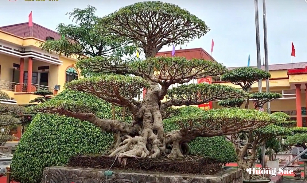 Hợp tác xã Cây cảnh Bách Thuận: Dấu ấn nghệ thuật tại Triển lãm Cây cảnh xã Tân Thuận
