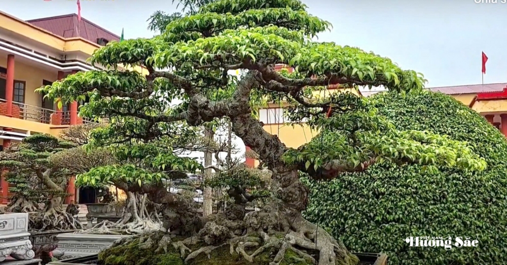 Hợp tác xã Cây cảnh Bách Thuận: Dấu ấn nghệ thuật tại Triển lãm Cây cảnh xã Tân Thuận