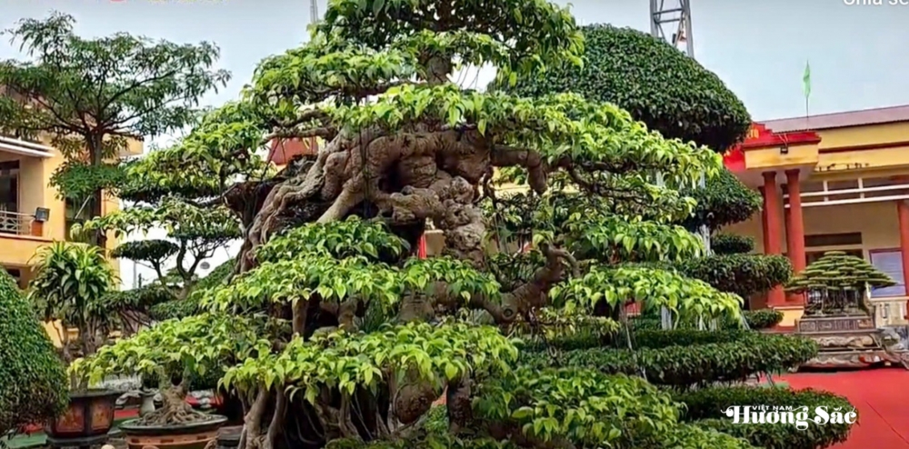 Hợp tác xã Cây cảnh Bách Thuận: Dấu ấn nghệ thuật tại Triển lãm Cây cảnh xã Tân Thuận
