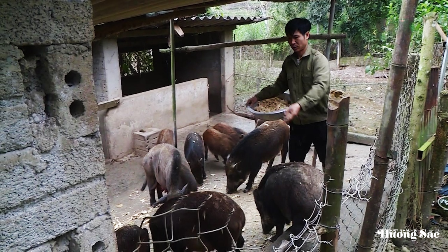 Nuôi lợn rừng bán hoang dã, hướng làm kinh tế hiệu quả dịp Tết Nuôi lợn rừng bán hoang dã, hướng làm kinh tế hiệu quả dịp Tết
