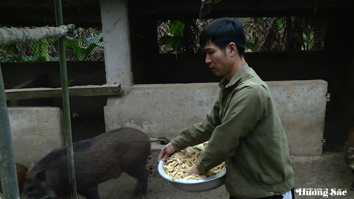 Nuôi lợn rừng bán hoang dã, hướng làm kinh tế hiệu quả dịp Tết Nuôi lợn rừng bán hoang dã, hướng làm kinh tế hiệu quả dịp Tết