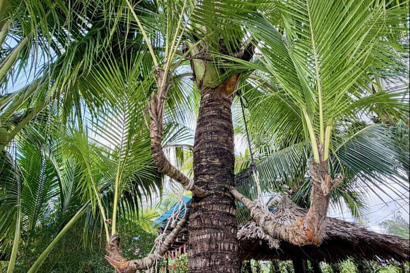 Dừa một thân nhiều ngọn – khu vườn độc lạ giữa sông Tiền ở An Giang Dừa một thân nhiều ngọn – khu vườn độc lạ giữa sông Tiền ở An Giang